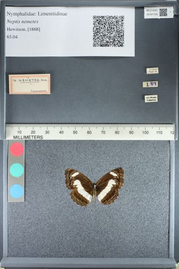 Media type: image;   Entomology 161705